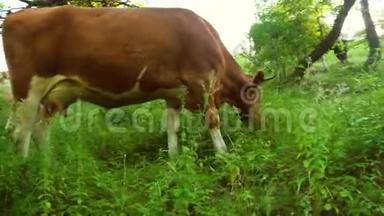 <strong>炎热</strong>的<strong>夏天</strong>，棕牛在树荫下吃青草. 家养牛 粮食和牲畜护理